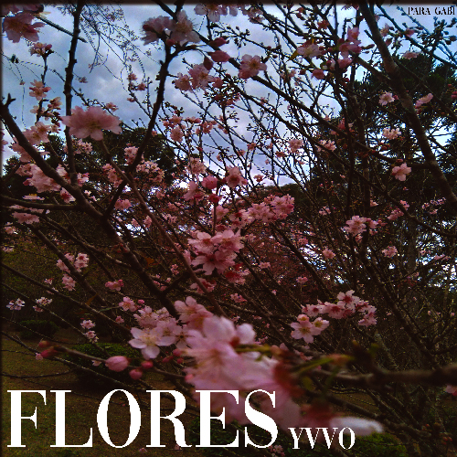 Flores