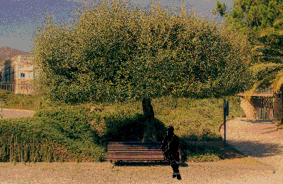 Parque